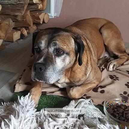 Photo de chien perdu à Marcon