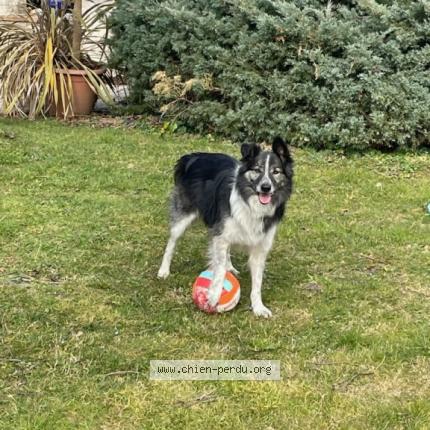 Photo 1/1 Chien retrouvé Perdu à Chomerac