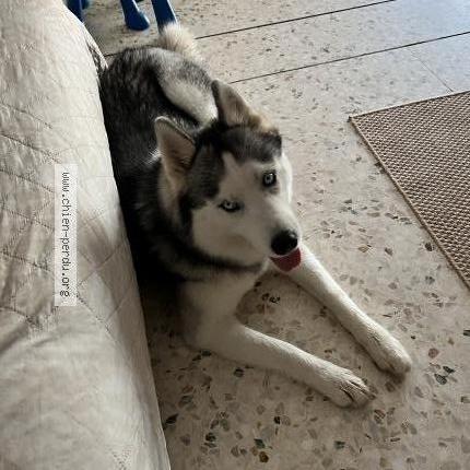 Photo de chien perdu à Vallauris