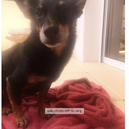 Photo 1/1 Chien retrouvé Perdu à Le beausset