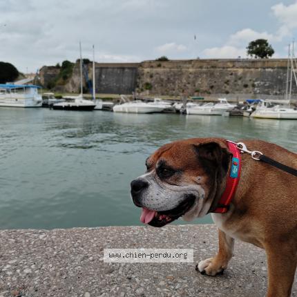 Photo 1/1 Chien retrouvé Perdu à Chateau d oleron