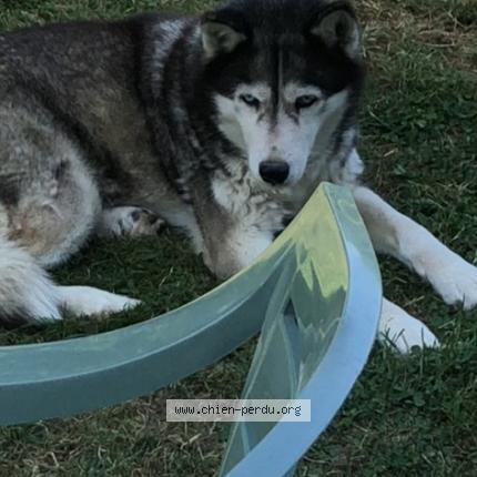 Photo de chien perdu à La Tourlandry