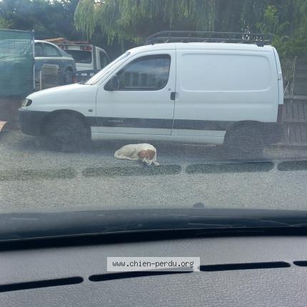 Photo 1/1 Chien retrouvé Perdu à Le bignon