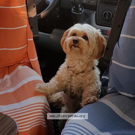 Photo de chien perdu à Ploemel