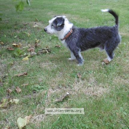 Photo de chien trouvé à Rabastens De Bigorre