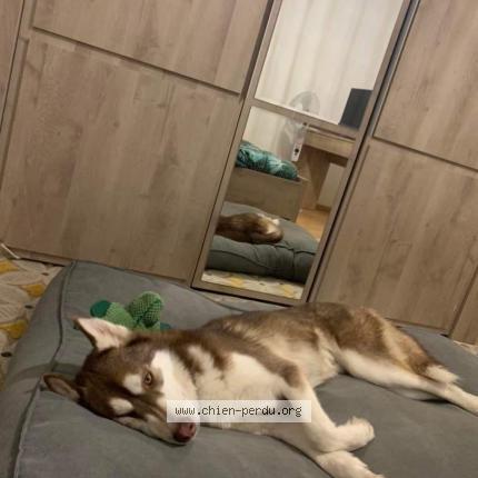 Photo 1/1 Chien retrouvé Perdu à Nieul le dolent