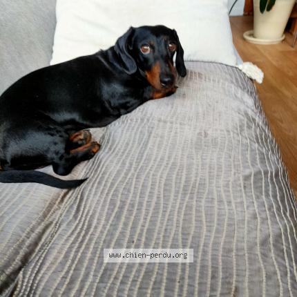 Photo de chien perdu à Toulouse