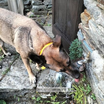 Photo de chien perdu à Couzon Au Mont D Or