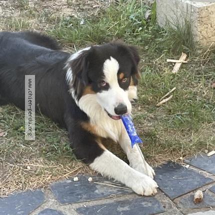 Photo de chien perdu à Ouilly Le Vicomte