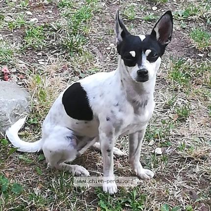 Photo 1/1 Chien retrouvé Perdu à Annezin