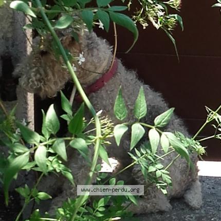 Photo 1/1 Chien retrouvé Perdu à Saint zacharie