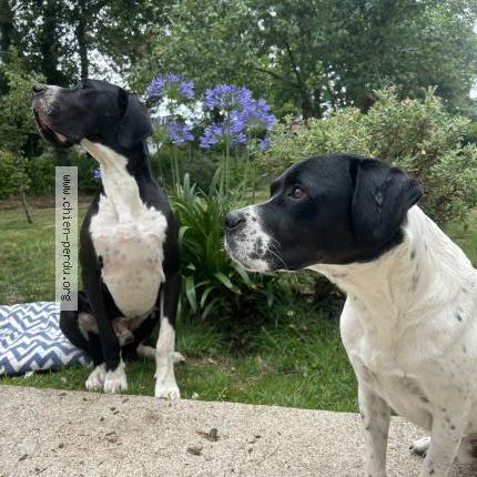 Photo 1/1 Chien retrouvé Perdu à Molac