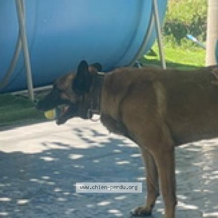 Photo 1/1 Chien retrouvé Perdu à Pennes mirabeau