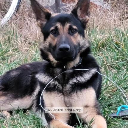 Photo 1/1 Chien retrouvé Perdu à Lattes