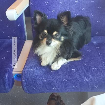 Photo 1/1 Chien retrouvé Perdu à La seyne sur mer