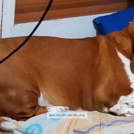 Photo de chien trouvé à Brest