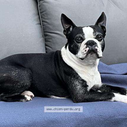Photo de chien perdu à Basse Goulaine