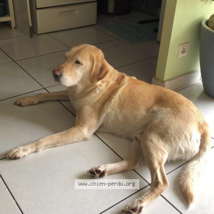 Photo 1/1 Chien retrouvé Perdu à Moulis en medoc