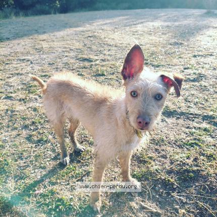 Photo de chien perdu à Marly