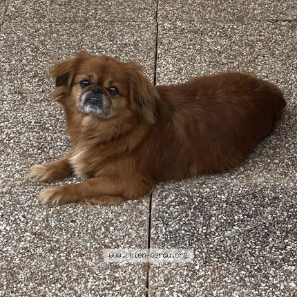 Photo de chien perdu à Toulouse