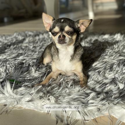 Photo de chien perdu à Bons En Chablais