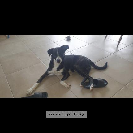 Photo de chien perdu à Coex
