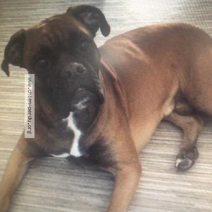 Photo 1/1 Chien retrouvé Perdu à Bellenaves