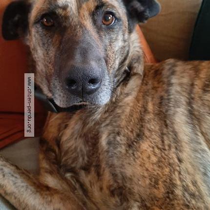 Photo 1/1 Chien retrouvé Perdu à Ouanne