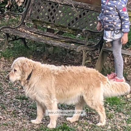 Photo de chien perdu à Villeurbanne