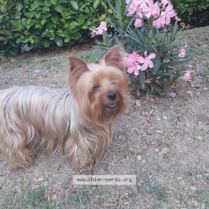 Photo de chien perdu à Antibes