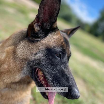 Photo de chien perdu à Montmagny