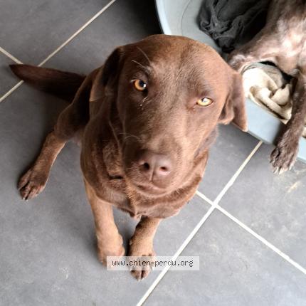 Photo de chien perdu à Mas Grenier