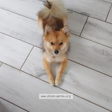 Photo de chien perdu à Vougy