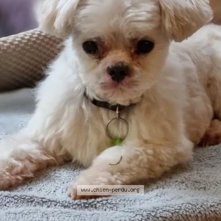 Photo de chien perdu à Chambery