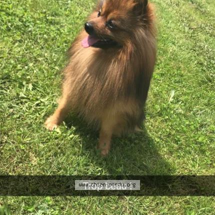 Photo de chien perdu à La Valla En Gier