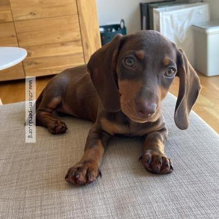 Photo de chien perdu à Leon