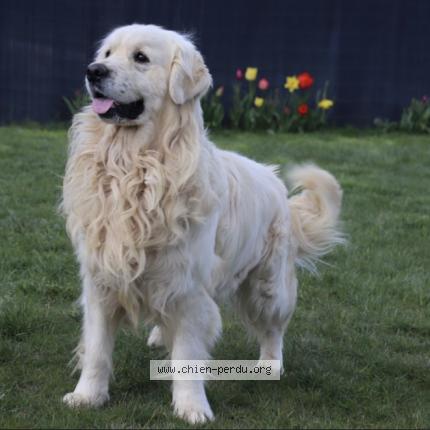 Photo 1/1 Chien retrouvé Perdu à Soulangy