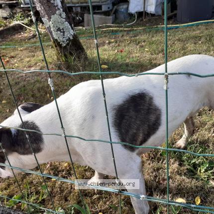 Photo 1/1 Chien retrouvé Trouvé à Jorignac