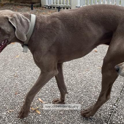 Photo de chien trouvé à Saint Marcellin