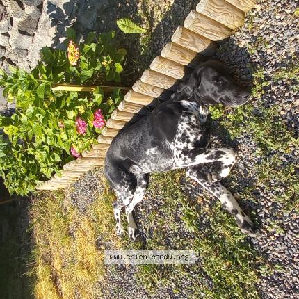 Photo 1/1 Chien retrouvé Perdu à Gerzat