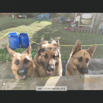 Photo 1/1 Chien retrouvé Perdu à Latrille