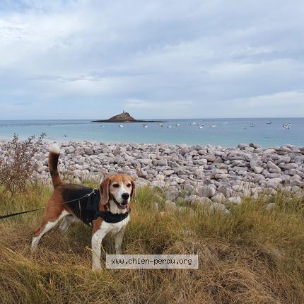 Photo de chien perdu à Erquy