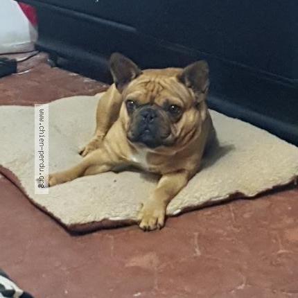 Photo 1/1 Chien retrouvé Perdu à Crillon