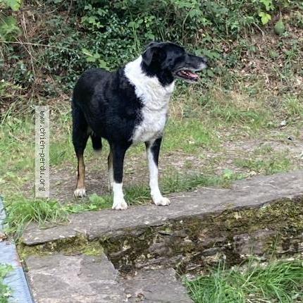 Photo de chien trouvé à Lassy