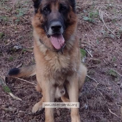Photo de chien perdu à Volvic