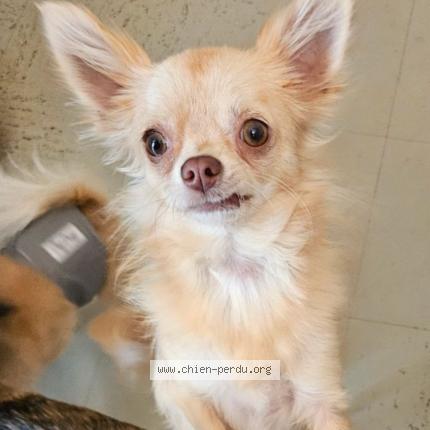 Photo de chien perdu à Asserac