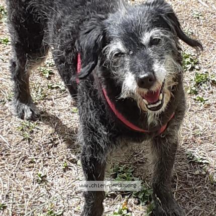 Photo 1/1 Chien retrouvé Perdu à Fouju