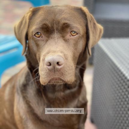 Photo de chien perdu à Lezignan Corbieres