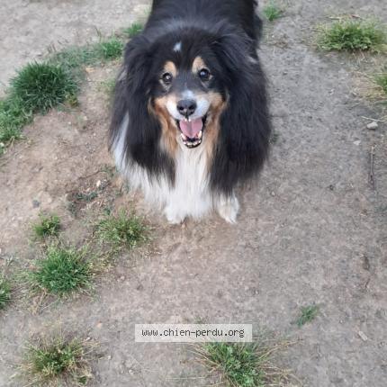 Photo 1/1 Chien retrouvé Perdu à Saint sebastien sur loire