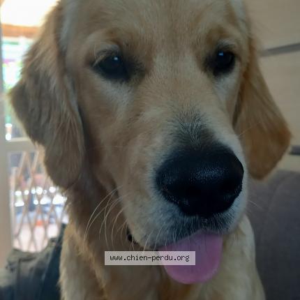 Photo de chien perdu à Mazeres